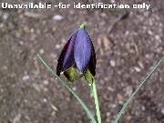 Fritillaria ehrhartii